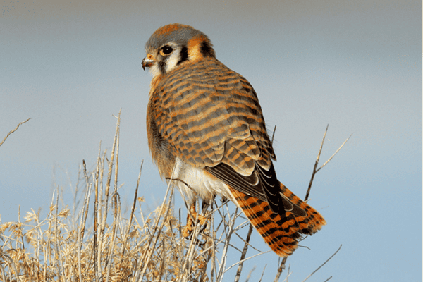 American Kestrel