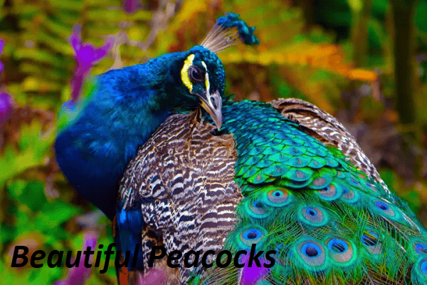 Beautiful Peacocks