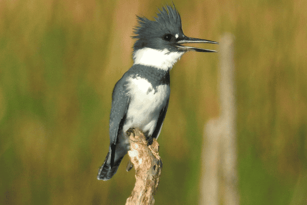 Belted Kingfisher