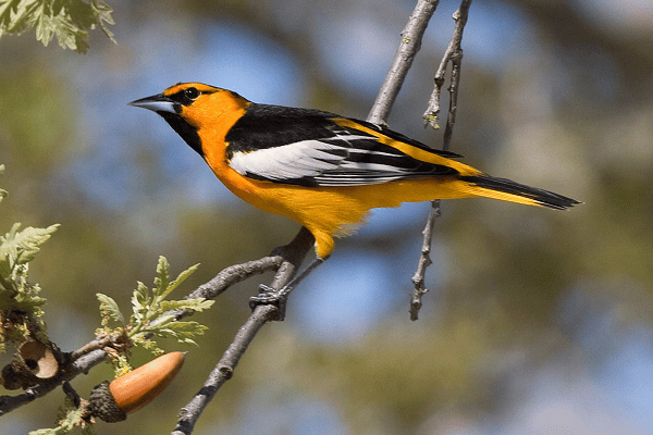 Bullock's Oriole