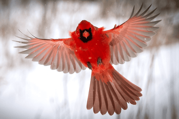 Cardinals' Brilliant Red Color