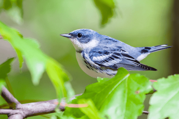 Cerulean Warbler