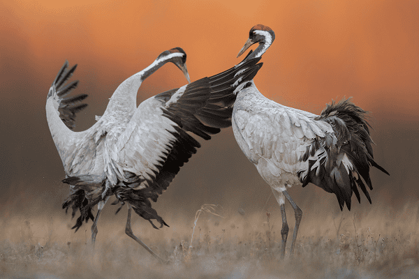 Common Crane