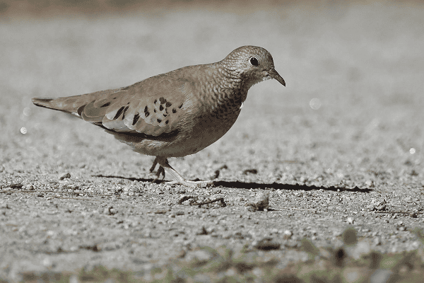 Common Ground-Dove