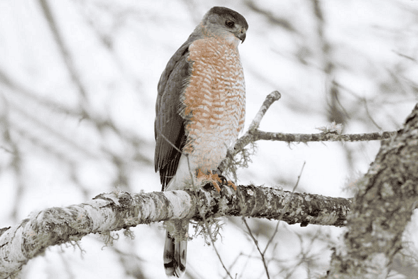 Cooper's Hawk 