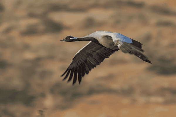 Demoiselle Crane