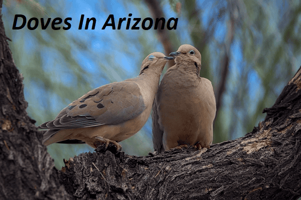 Doves in arizona