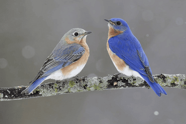 Eastern Bluebird