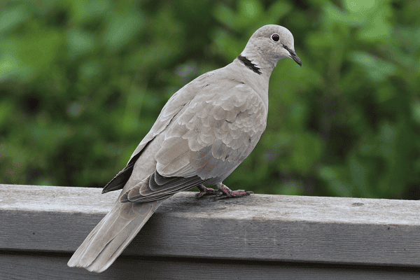 Eurasian Collared-Dove