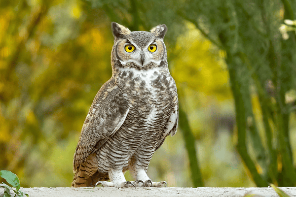 Great Horned Owl