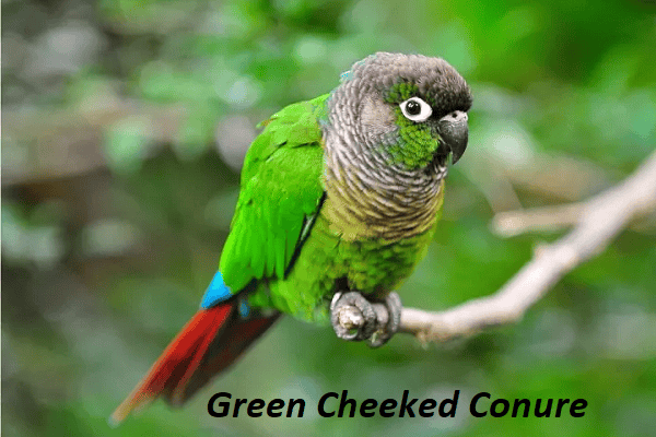 Green cheeked conure lifespan