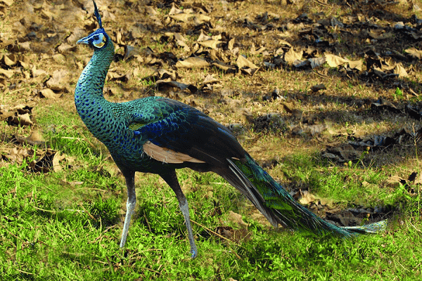 Green Peafowl