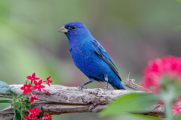 Indigo Bunting