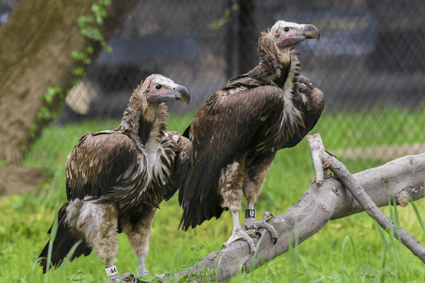 LAPPET-FACED VULTURES