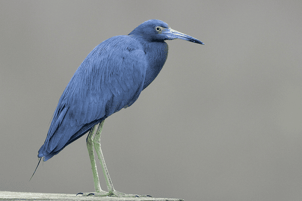 Little Blue Heron