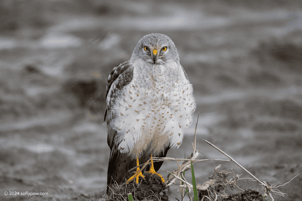 Northern Harrier