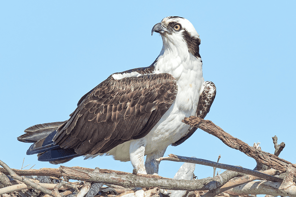 Osprey