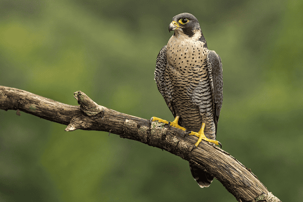 Peregrine Falcon