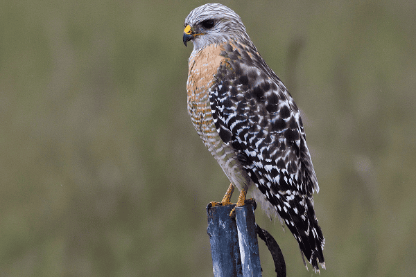 Red-shouldered Hawk