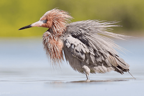 Reddish Egret