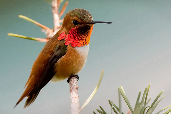 Rufous Hummingbird