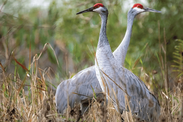 Sandhill Cranes