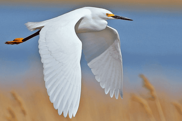 Snowy Egret