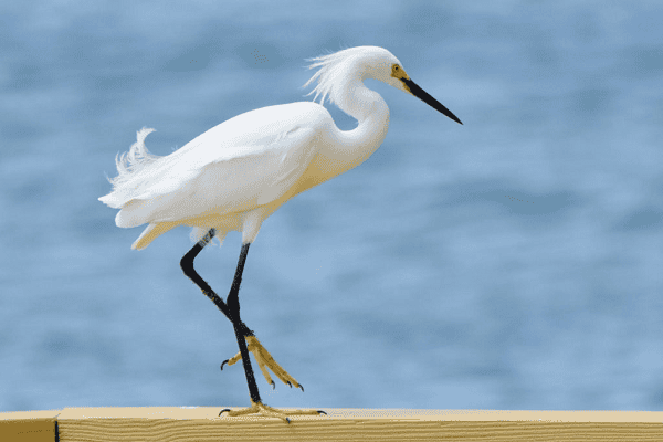 Snowy Egret