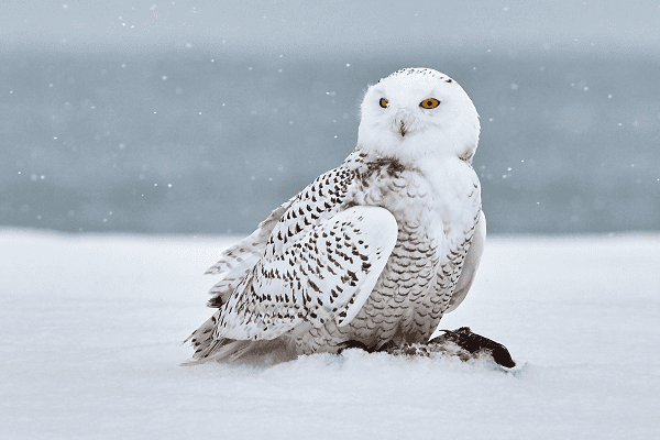 Snowy Owl