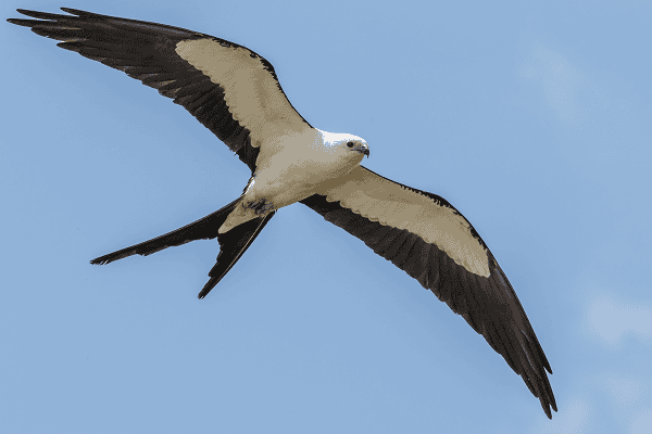 Swallow-tailed Kite