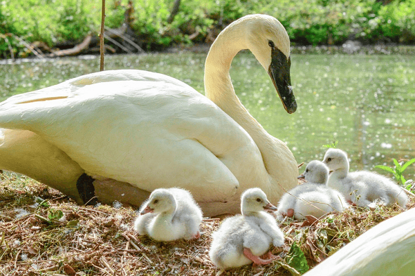 Trumpeter Swan