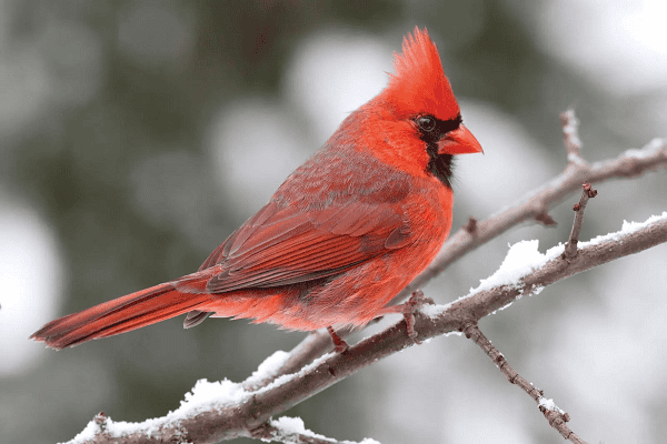 What is a Cardinal