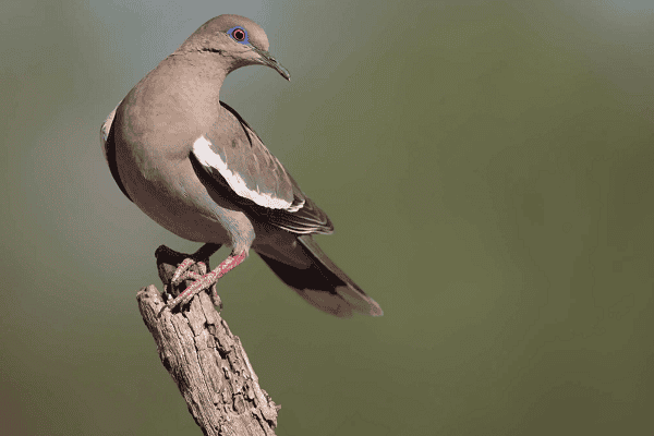 White-Winged Dove