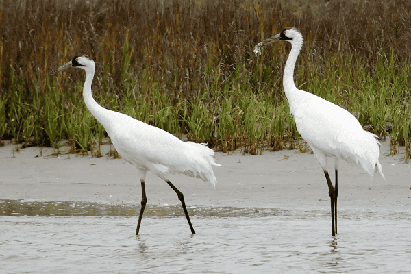 Whooping Cranes