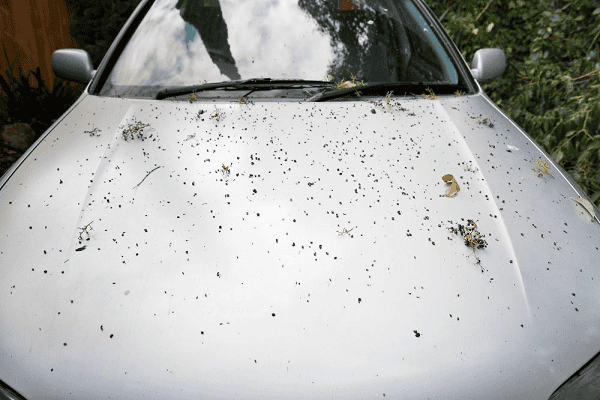 birds keep pooping on my car spiritual meaning