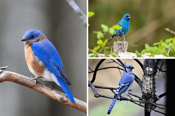 blue birds in michigan