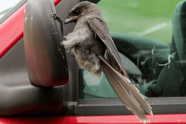 how to keep birds away from car windows