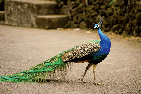 indian peacock