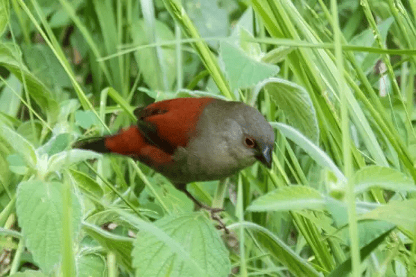 Abyssinian Crimsonwing