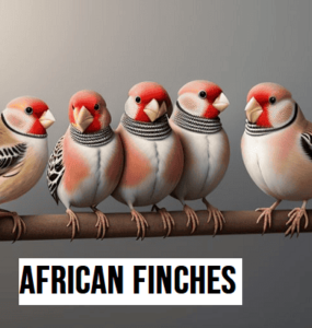 African Finches