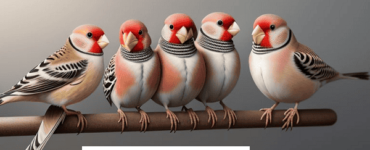 African Finches