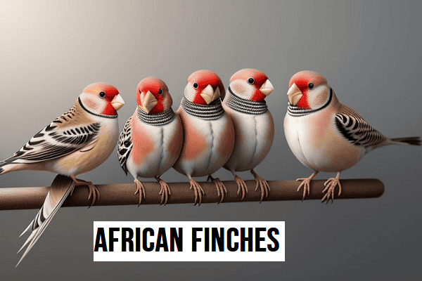 African Finches