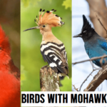 BIRDS WITH Mohawks