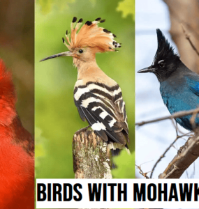 BIRDS WITH Mohawks