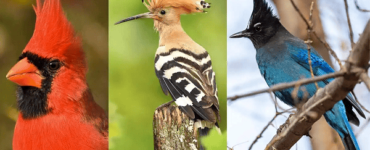 BIRDS WITH Mohawks