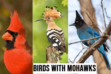 BIRDS WITH Mohawks