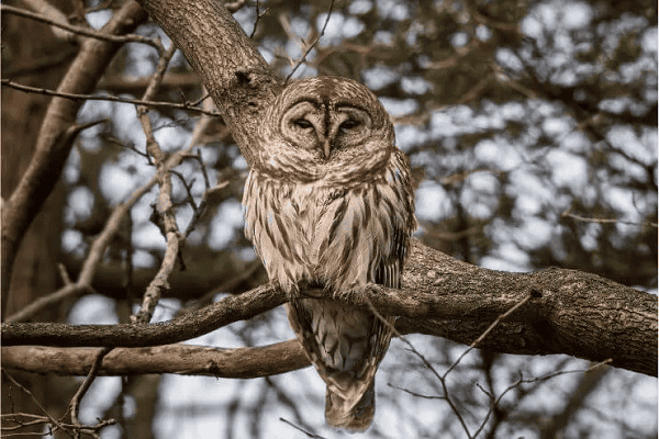 Barred Owl