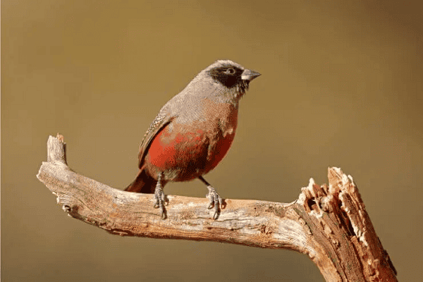 Black-faced Waxbill