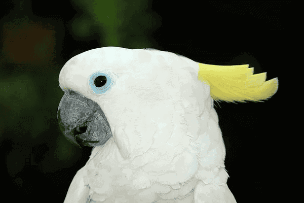 Blue-eyed Cockatoo