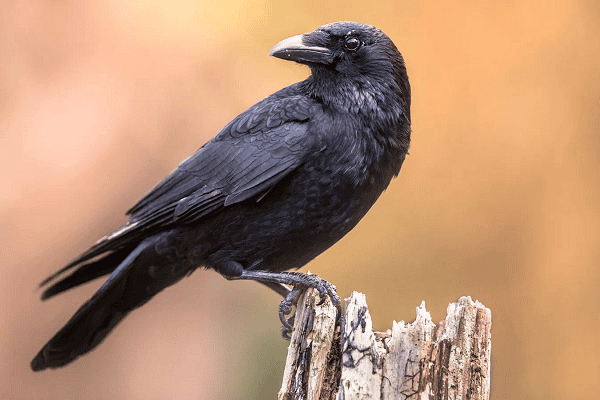 Can crows talk to humans